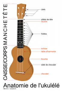 anatomie ukulele