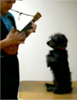 Sylvain Granjon et son chien - dog plays ukulele 